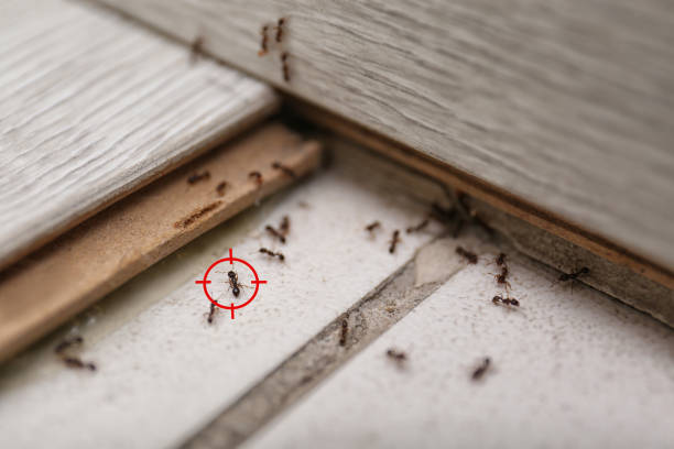 Spider Control Near Me in Pleasant Prairie, WI