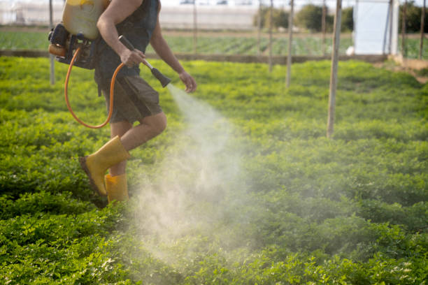 Best Wasp Removal Services  in Pleasant Prairie, WI