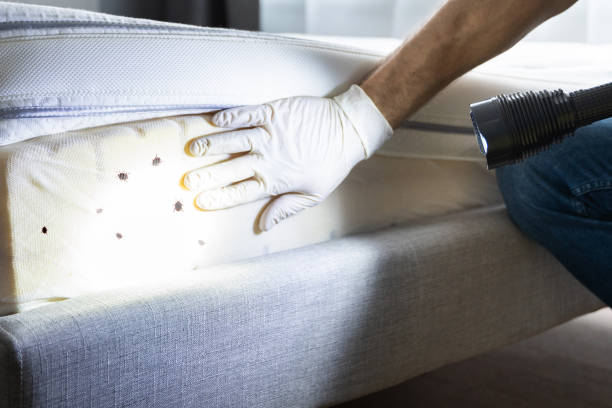 Best Local Pest Control Services  in Pleasant Prairie, WI