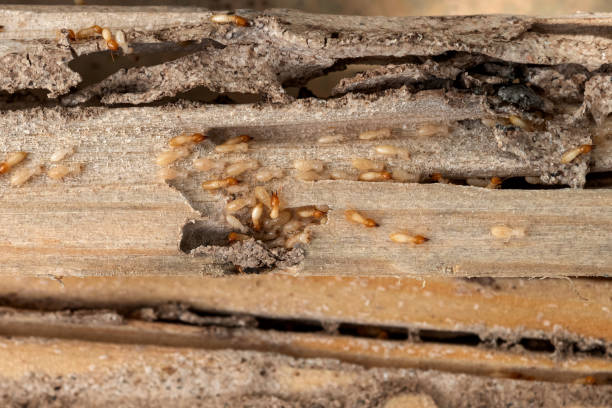 Best Pest Removal Services  in Pleasant Prairie, WI
